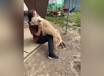 Molly, lieb mit Menschen sucht Rasseliebhaber