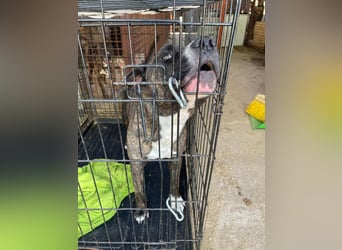 Johnny, AmStaff hofft auf liebevolle Familie