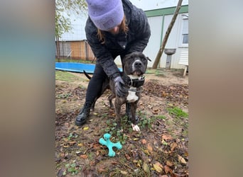 Johnny, AmStaff hofft auf liebevolle Familie
