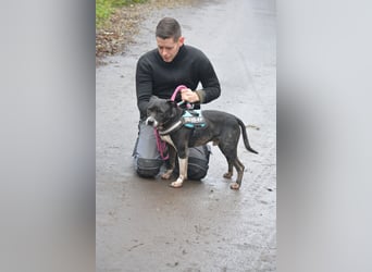 „Rocky“, geb. 2014, extrem menschenbezogen (Vermittlung nicht nach Deutschland)