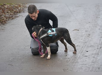 „Rocky“, geb. 2014, extrem menschenbezogen (Vermittlung nicht nach Deutschland)