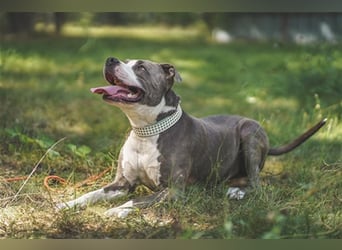 Tony, Am. Staffordshire-Pittbull Terrier-Mix, geb. 2013, Kraftpaket su. Kenner mit Führungsqualitäte