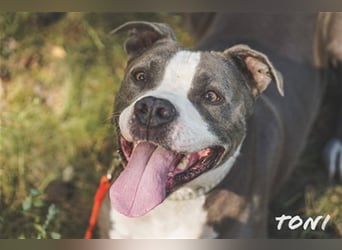 Tony, Am. Staffordshire-Pittbull Terrier-Mix, geb. 2013, Kraftpaket su. Kenner mit Führungsqualitäte
