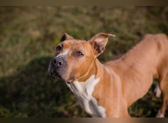 HANNI - die hübsche Maus kann doch nichts dafür dass sie ein Listenhund ist :-(