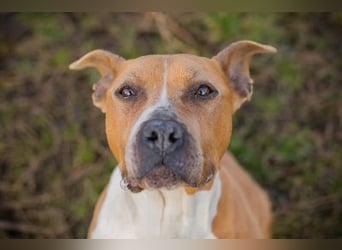 HANNI - die hübsche Maus kann doch nichts dafür dass sie ein Listenhund ist :-(