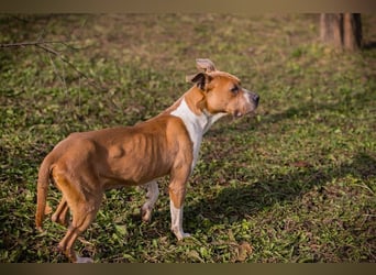 HANNI - die hübsche Maus kann doch nichts dafür dass sie ein Listenhund ist :-(