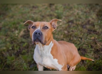 HANNI - die hübsche Maus kann doch nichts dafür dass sie ein Listenhund ist :-(