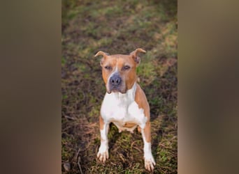 HANNI - die hübsche Maus kann doch nichts dafür dass sie ein Listenhund ist :-(