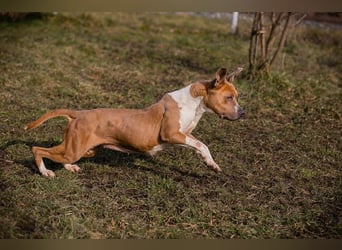 HANNI - die hübsche Maus kann doch nichts dafür dass sie ein Listenhund ist :-(