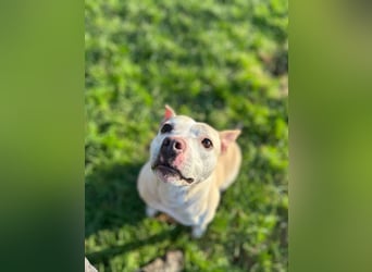 TSUNAMI - wer zeigt der menschenbezogenen, lieben Maus wie schön ein Hundeleben sein kann?