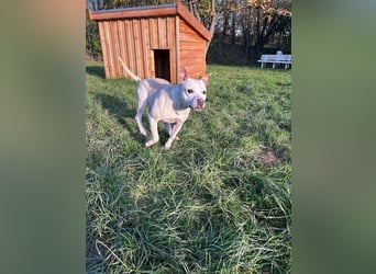 TSUNAMI - wer zeigt der menschenbezogenen, lieben Maus wie schön ein Hundeleben sein kann?