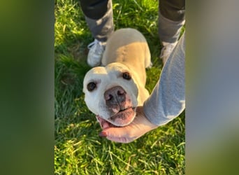 TSUNAMI - wer zeigt der menschenbezogenen, lieben Maus wie schön ein Hundeleben sein kann?