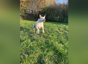 TSUNAMI - wer zeigt der menschenbezogenen, lieben Maus wie schön ein Hundeleben sein kann?