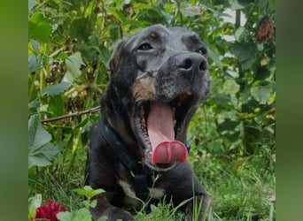 BRUNO - fröhlicher "Österreicher" sucht sein Zuhause