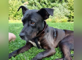 BRUNO - fröhlicher "Österreicher" sucht sein Zuhause