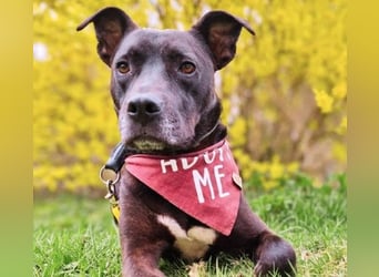 BRUNO - fröhlicher "Österreicher" sucht sein Zuhause