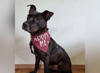 BRUNO - fröhlicher "Österreicher" sucht sein Zuhause