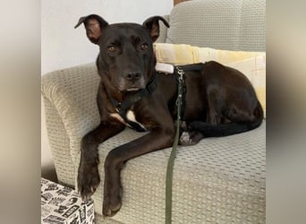 BRUNO - fröhlicher "Österreicher" sucht sein Zuhause