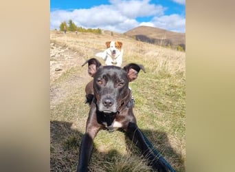 BRUNO - fröhlicher "Österreicher" sucht sein Zuhause