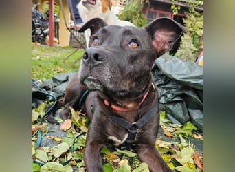 BRUNO - fröhlicher "Österreicher" sucht sein Zuhause