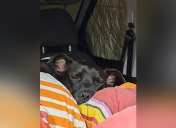 BRUNO - fröhlicher "Österreicher" sucht sein Zuhause