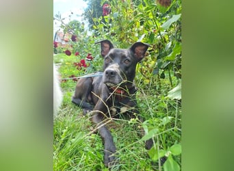 BRUNO - fröhlicher "Österreicher" sucht sein Zuhause