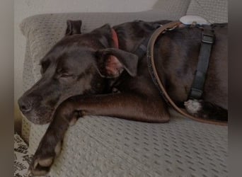 BRUNO - fröhlicher "Österreicher" sucht sein Zuhause