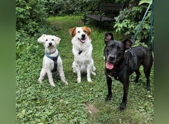 BRUNO - fröhlicher "Österreicher" sucht sein Zuhause