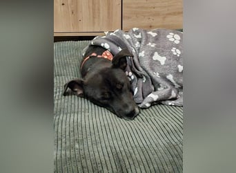 BRUNO - fröhlicher "Österreicher" sucht sein Zuhause