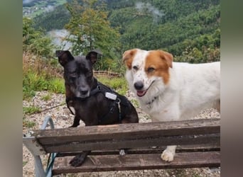 BRUNO - fröhlicher "Österreicher" sucht sein Zuhause