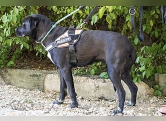 VIOLA – junge Staffordshire-Mix-Hündin sucht aktive Menschen fürs Leben 