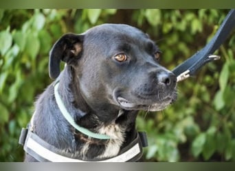 VIOLA – junge Staffordshire-Mix-Hündin sucht aktive Menschen fürs Leben 