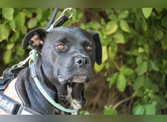 VIOLA – junge Staffordshire-Mix-Hündin sucht aktive Menschen fürs Leben 