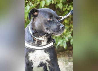 VIOLA – junge Staffordshire-Mix-Hündin sucht aktive Menschen fürs Leben 