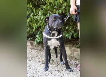 VIOLA – junge Staffordshire-Mix-Hündin sucht aktive Menschen fürs Leben 