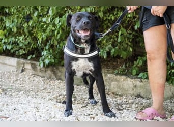 VIOLA – junge Staffordshire-Mix-Hündin sucht aktive Menschen fürs Leben 