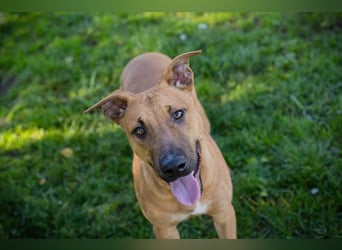 DJEGO - der aktive und verspielte junge Rüde freut sich auf eine eigene Familie