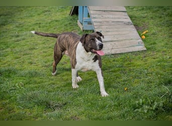 JERRY - der freundliche Rüde sucht aktive, sportliche Menschen und braucht ordentlich Beschäftigung