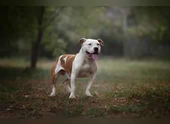 JIGGLE - der kräftige junge Herr sucht ein hundeerfahrenes Zuhause