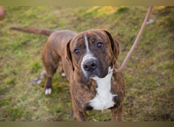 LIMERICK - wer schenkt mir ein Zuhause?