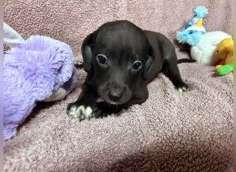 Welpe BETTI - spielen, knuddeln, lernen - schenkst du mir dein Herz und ein Zuhause?