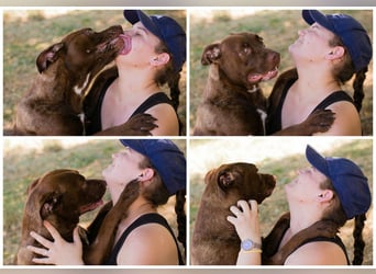 FLICKA - wer hat Hundeerfahrung und schenkt der hübschen Maus ein Für-Immer Zuhause?