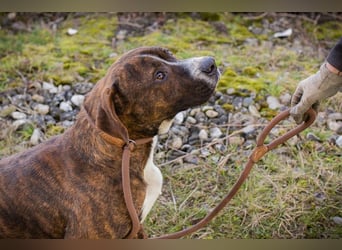 LIMERICK - wer schenkt mir ein Zuhause?