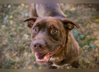 FLICKA - wer hat Hundeerfahrung und schenkt der hübschen Maus ein Für-Immer Zuhause?