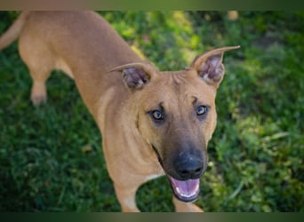 DJEGO - der aktive und verspielte junge Rüde freut sich auf eine eigene Familie