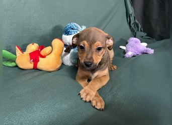 Welpe ERFAN - wer schenkt dem kleinen Racker ein tolles Zuhause?