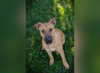 DJEGO - der aktive und verspielte junge Rüde freut sich auf eine eigene Familie