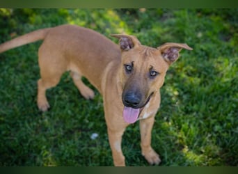 DJEGO - der aktive und verspielte junge Rüde freut sich auf eine eigene Familie