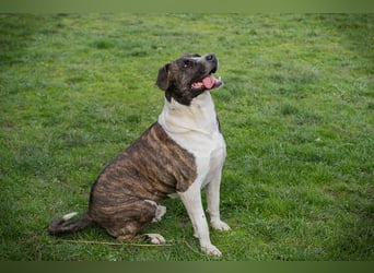 JERRY - der freundliche Rüde sucht aktive, sportliche Menschen und braucht ordentlich Beschäftigung