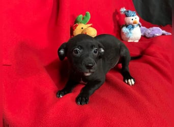 Welpe TRUDI - wer schenkt der kleinen Maus ein tolles Für-Immer Zuhause?